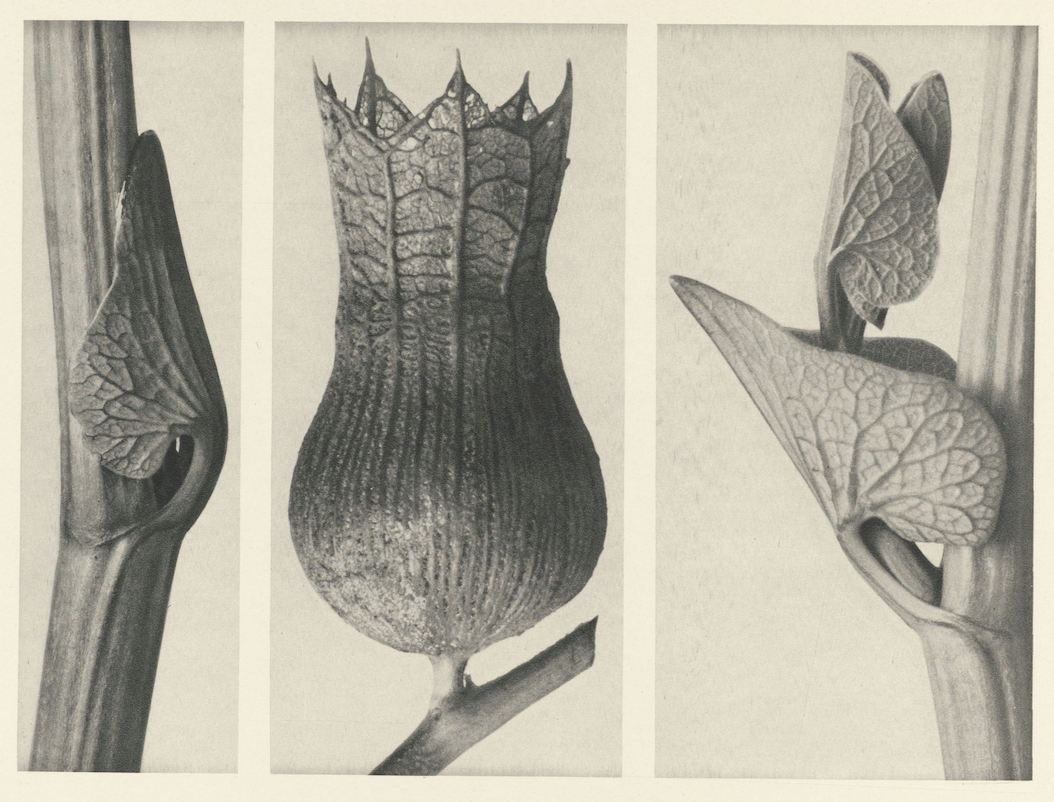 Vintage botanical illustration of a plant bud in three different views.