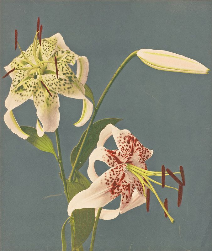 Vintage botanical illustration of lilies with speckled petals against a teal background.