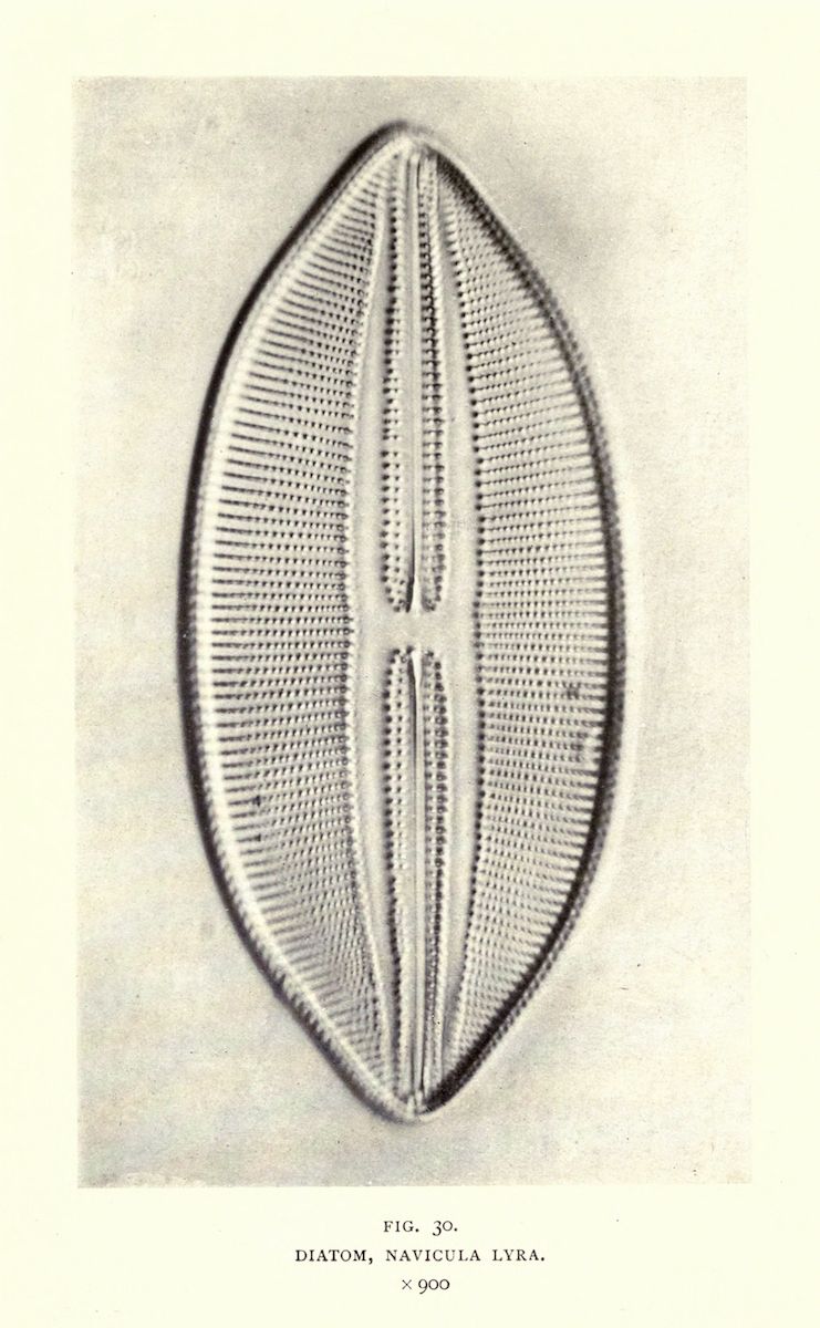 Detailed illustration of a diatom, Navicula lyra, with intricate patterns and a lyre-like shape.