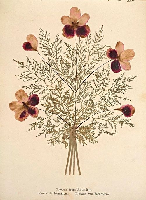 A vintage botanical illustration of a pressed flower arrangement from Jerusalem.