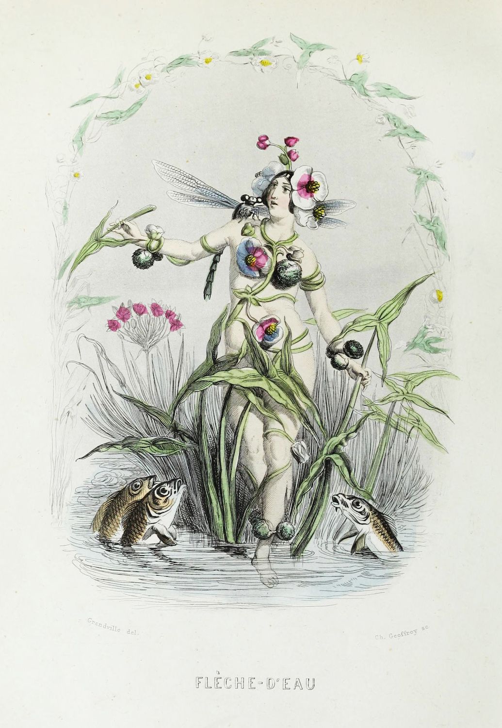 Vintage botanical illustration of a nude woman emerging from arrowhead plants with two frogs at the base. The illustration is rendered in a detailed, engraved style with delicate foliage and flowers.