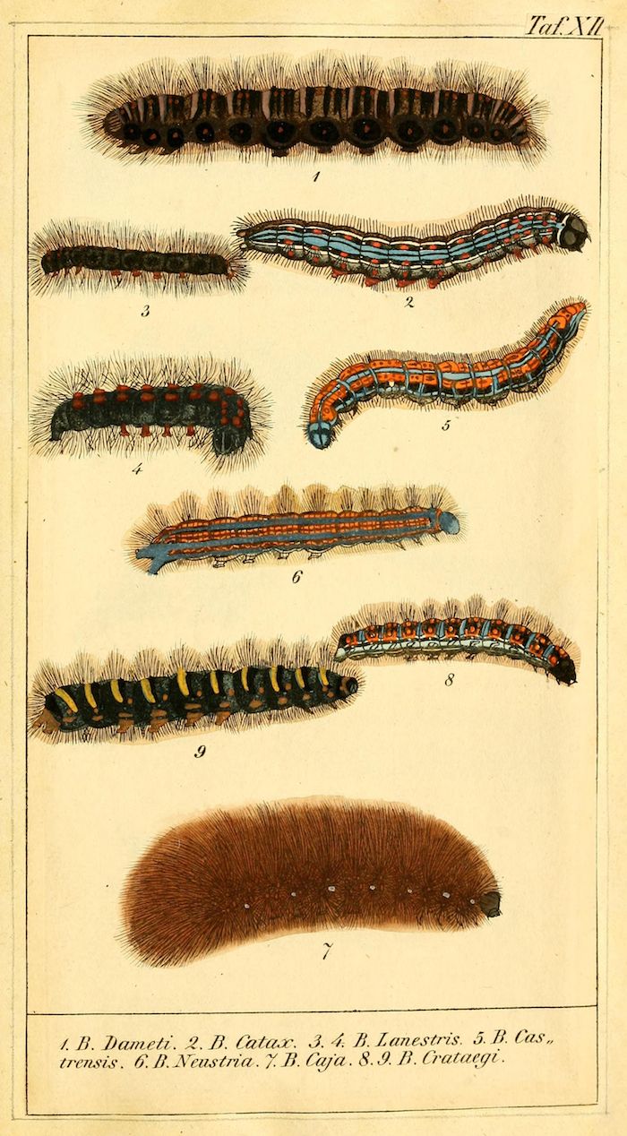 A vintage botanical illustration of nine different caterpillars, each meticulously drawn and colored, with their scientific names listed below.