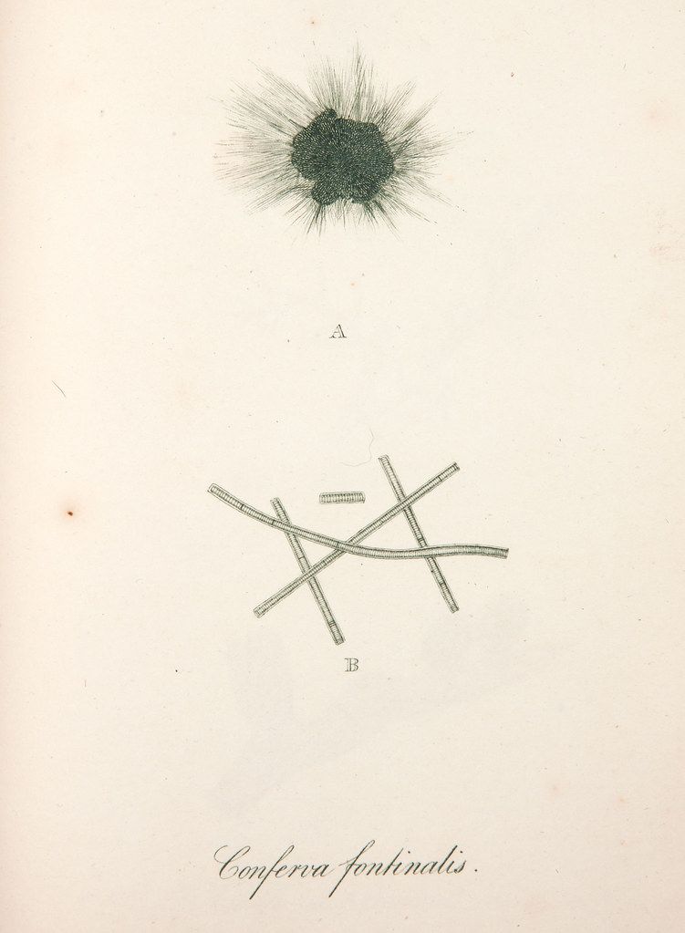 Vintage botanical illustration of Conferva fontinalis, featuring two diagrams labeled A and B.