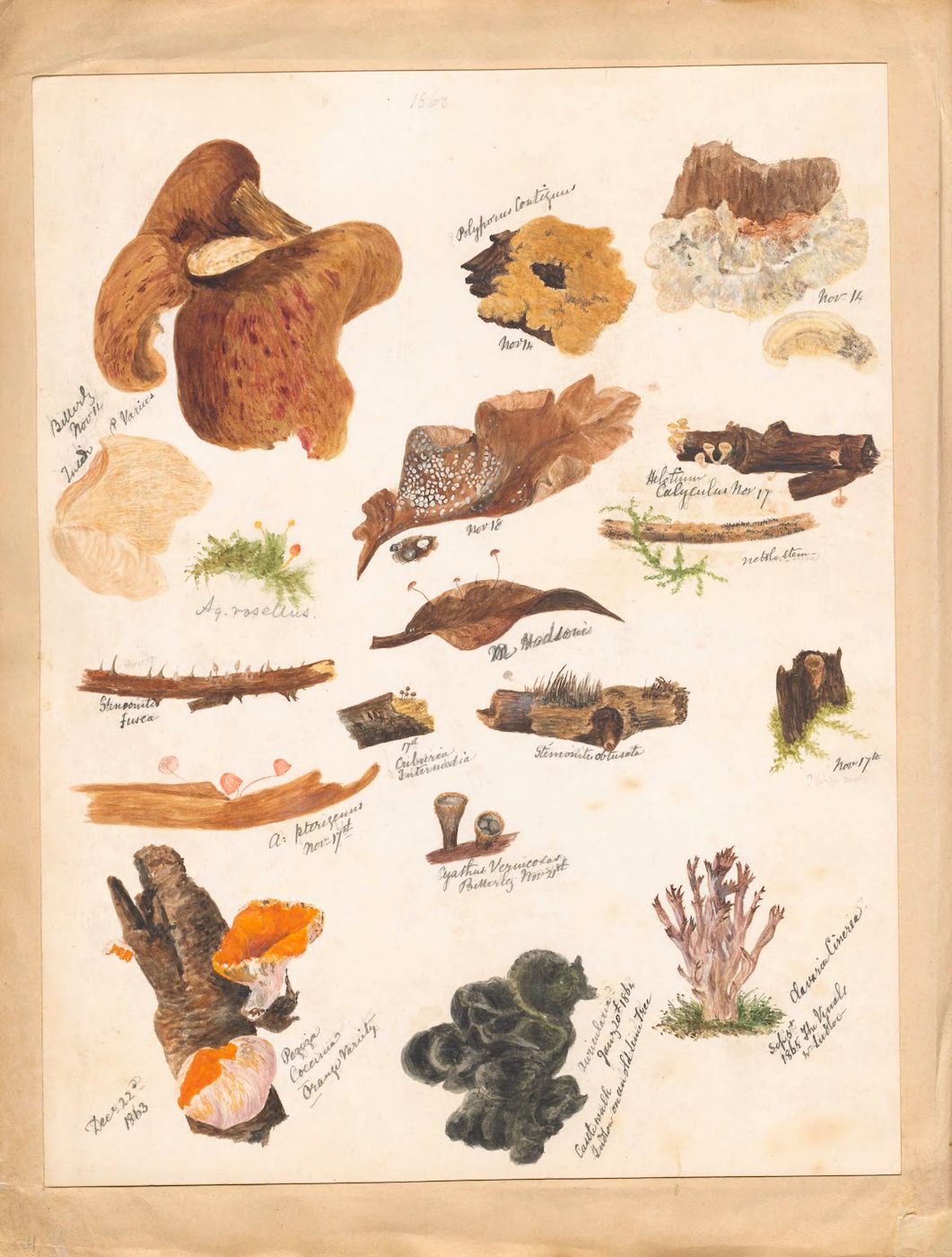 A vintage botanical illustration featuring a collection of various fungi and mushrooms, rendered in watercolor and ink on a cream-colored paper.