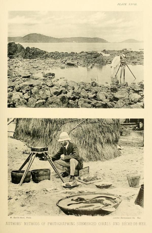 Vintage black and white photograph of methods of photographing submerged corals and Becme-de-Mer.