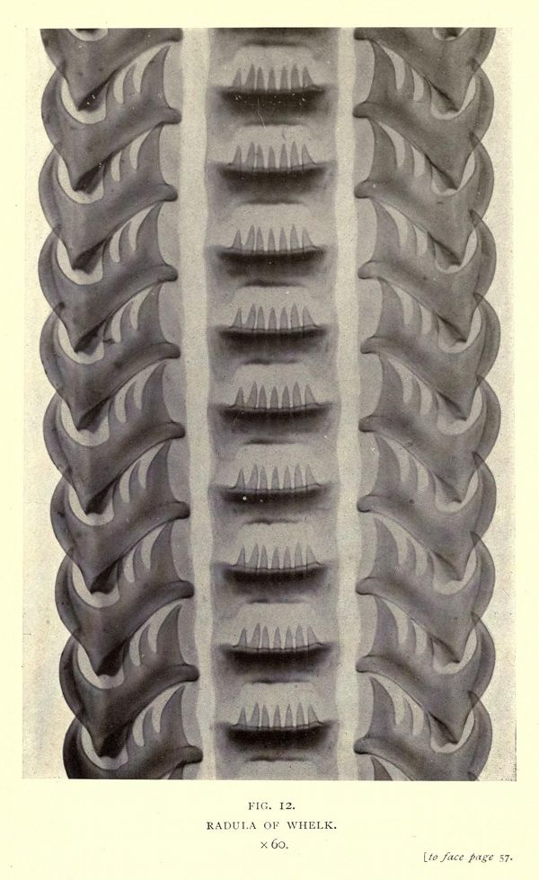 A detailed illustration of a whelk radula, a ribbon-like structure with rows of tiny teeth, flanked by symmetrical folds.