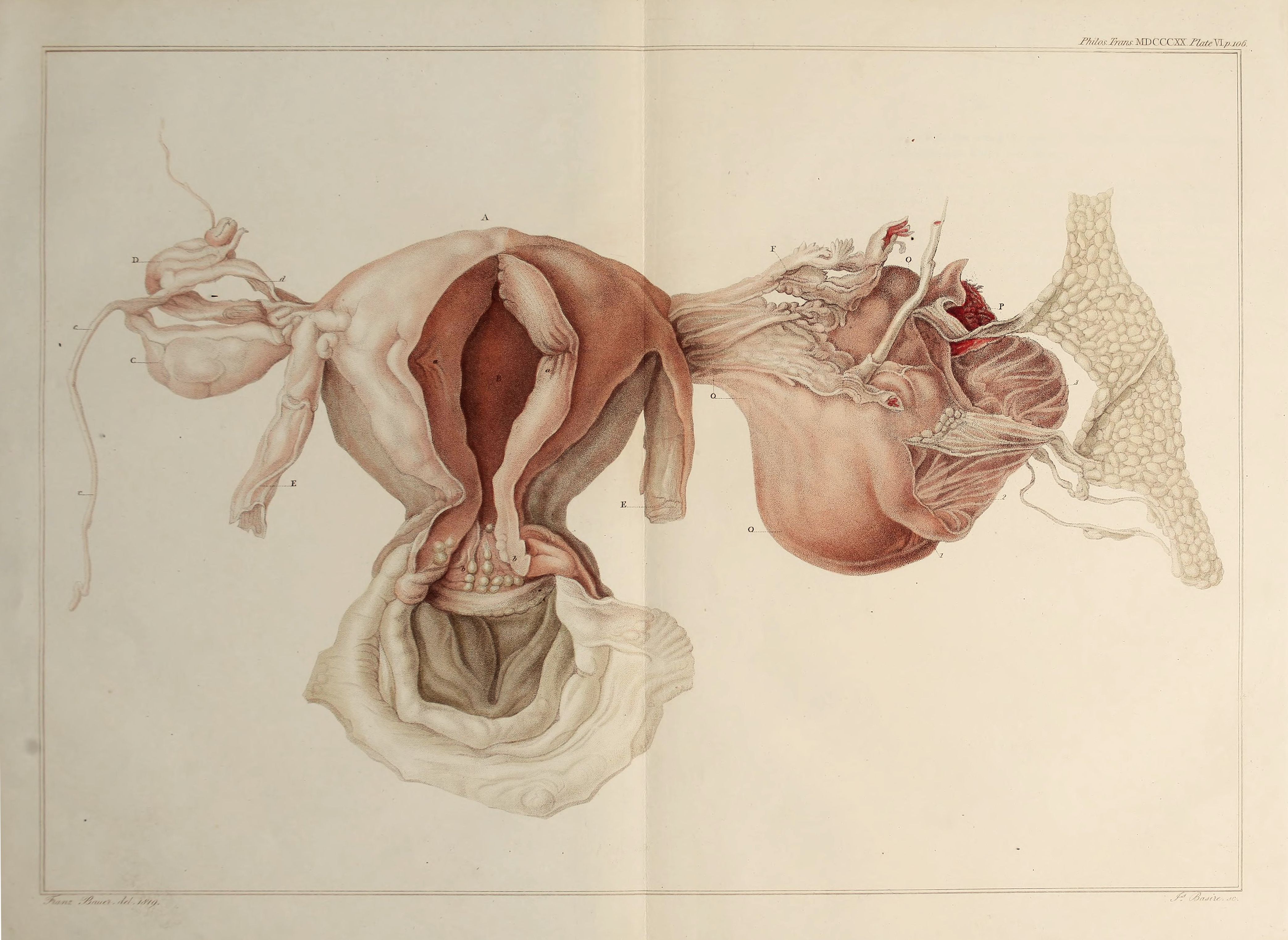 Detailed vintage watercolor anatomical illustration of the female reproductive system and surrounding pelvic organs.