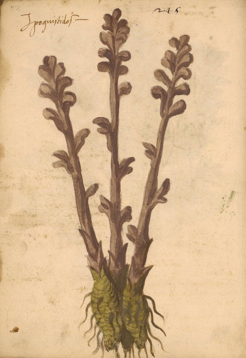 Vintage botanical illustration of a plant with three stems and dense roots.