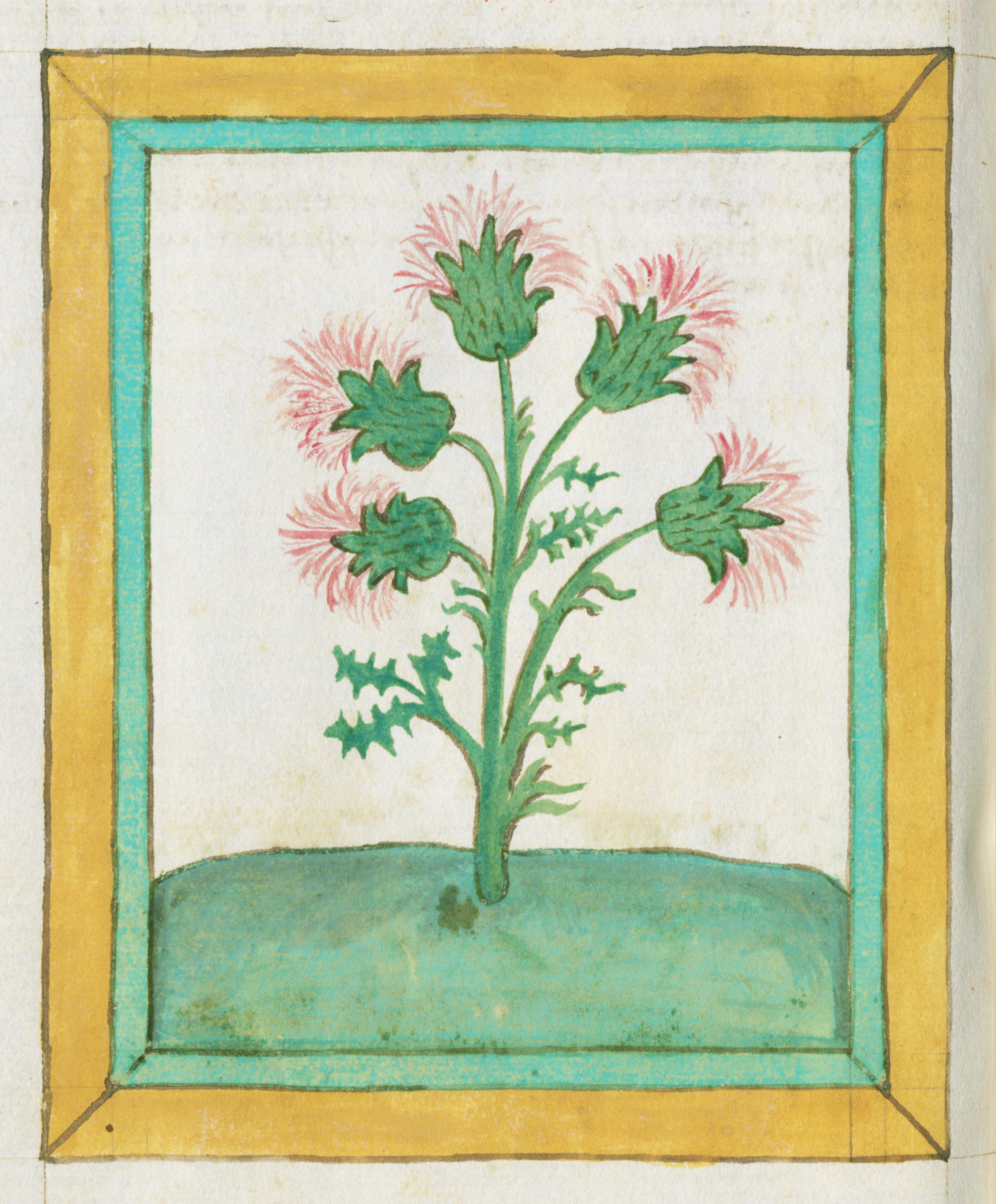 Vintage botanical illustration of Capparis spinosa plant against a tiled wall with a classical column.
