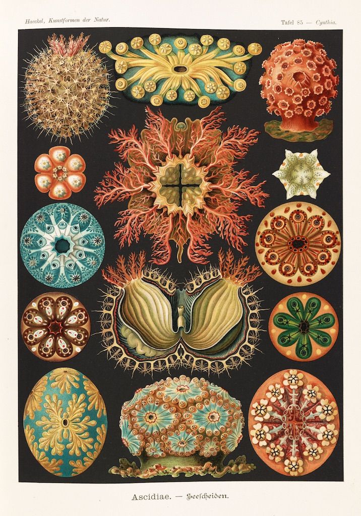 A vintage biological illustration from Ernst Haeckel's "Kunstformen der Natur" (Art Forms of Nature), specifically Tafel 85, depicting various species of sea squirts (Ascidiae or Seescheiden).