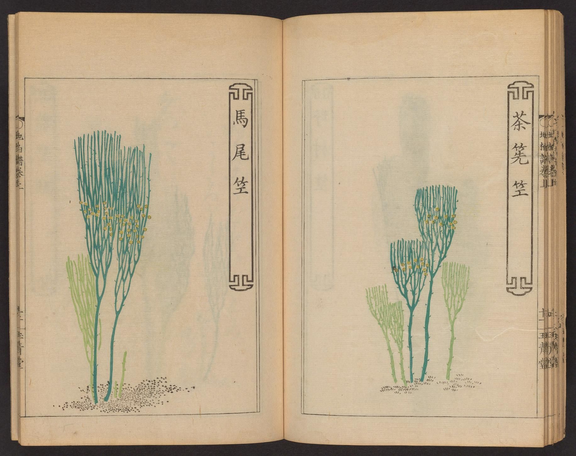 Open book with botanical illustrations of plants and East Asian text.