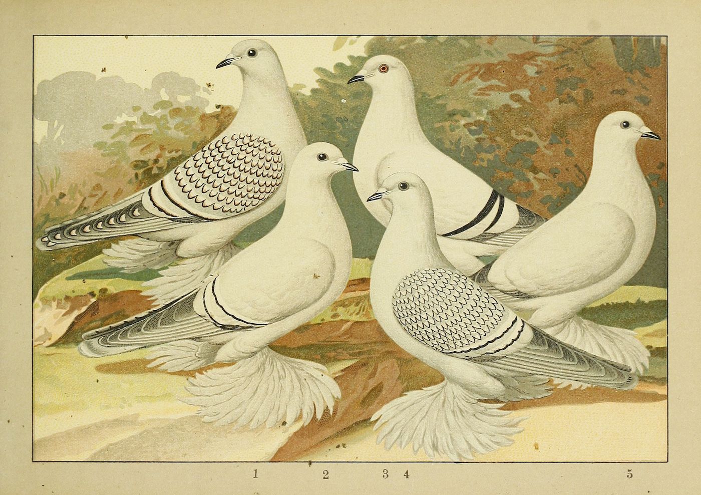 Vintage illustration of five white pigeons with unique markings standing on the ground amidst green foliage.