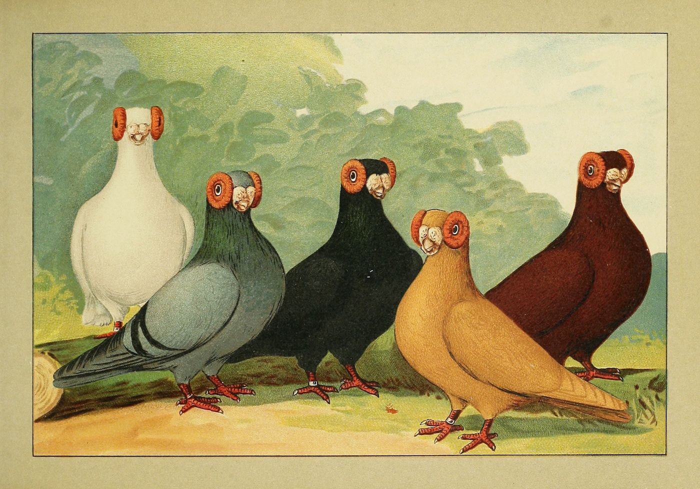 A vintage illustration of five pigeons with unique colors and fleshy head growths, standing in a row against a backdrop of trees and foliage.