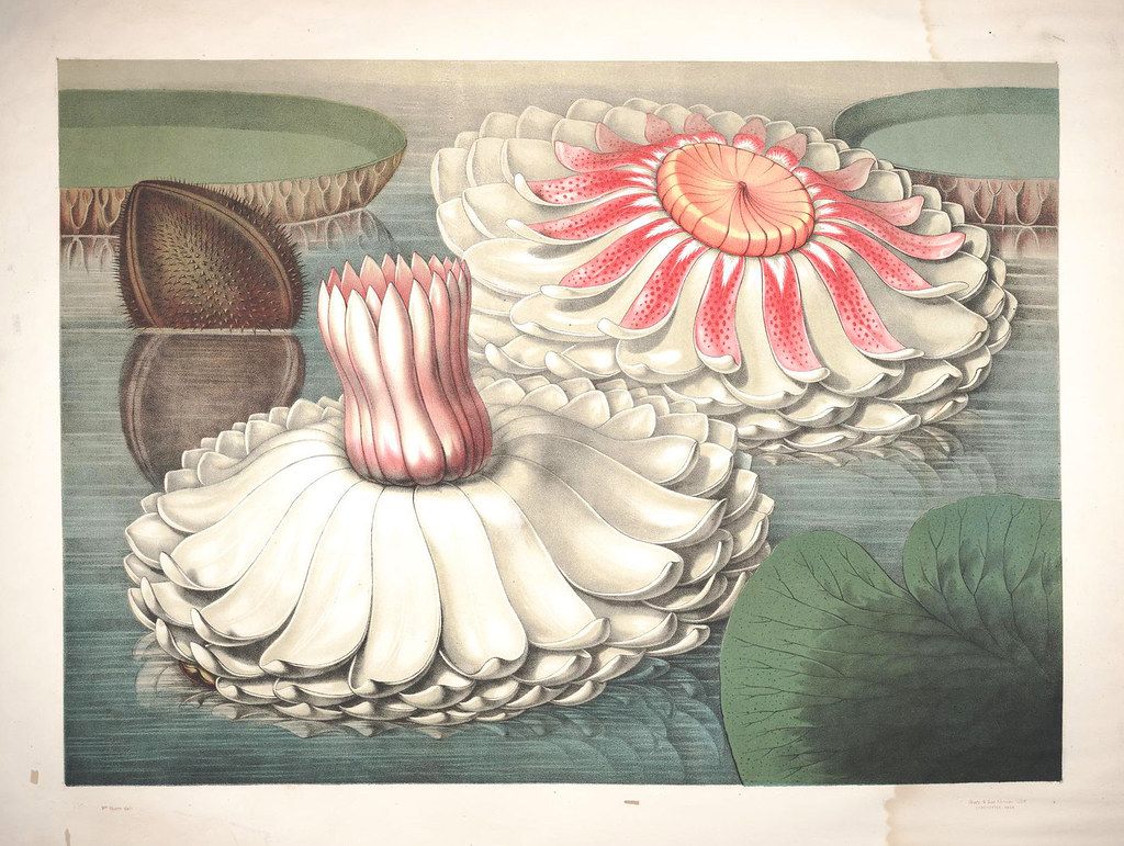 Vintage botanical illustration of water lilies with detailed petals and lily pads.
