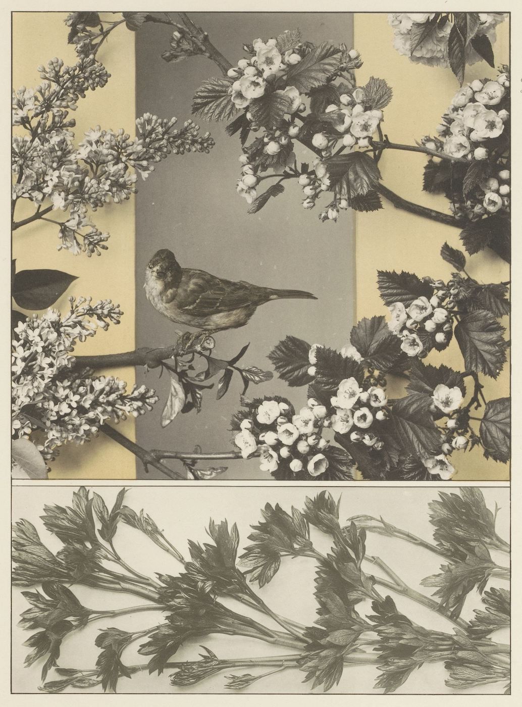 Vintage botanical illustration of a bird perched on a flowering branch with a leafy plant below.