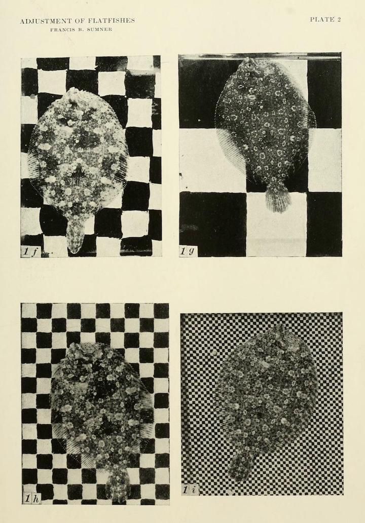 Vintage scientific plate featuring four black and white photographs of flatfish against checkered backgrounds.