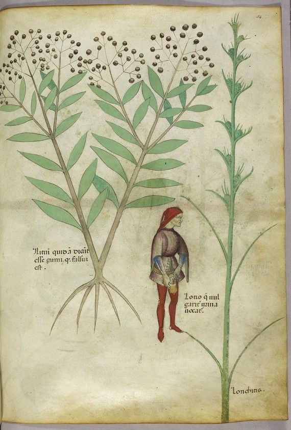 A page from an illuminated manuscript featuring a large plant with a small figure standing next to it. The plant is rendered in shades of green, and the figure is dressed in medieval clothing. There is text on the left and right sides of the page.
