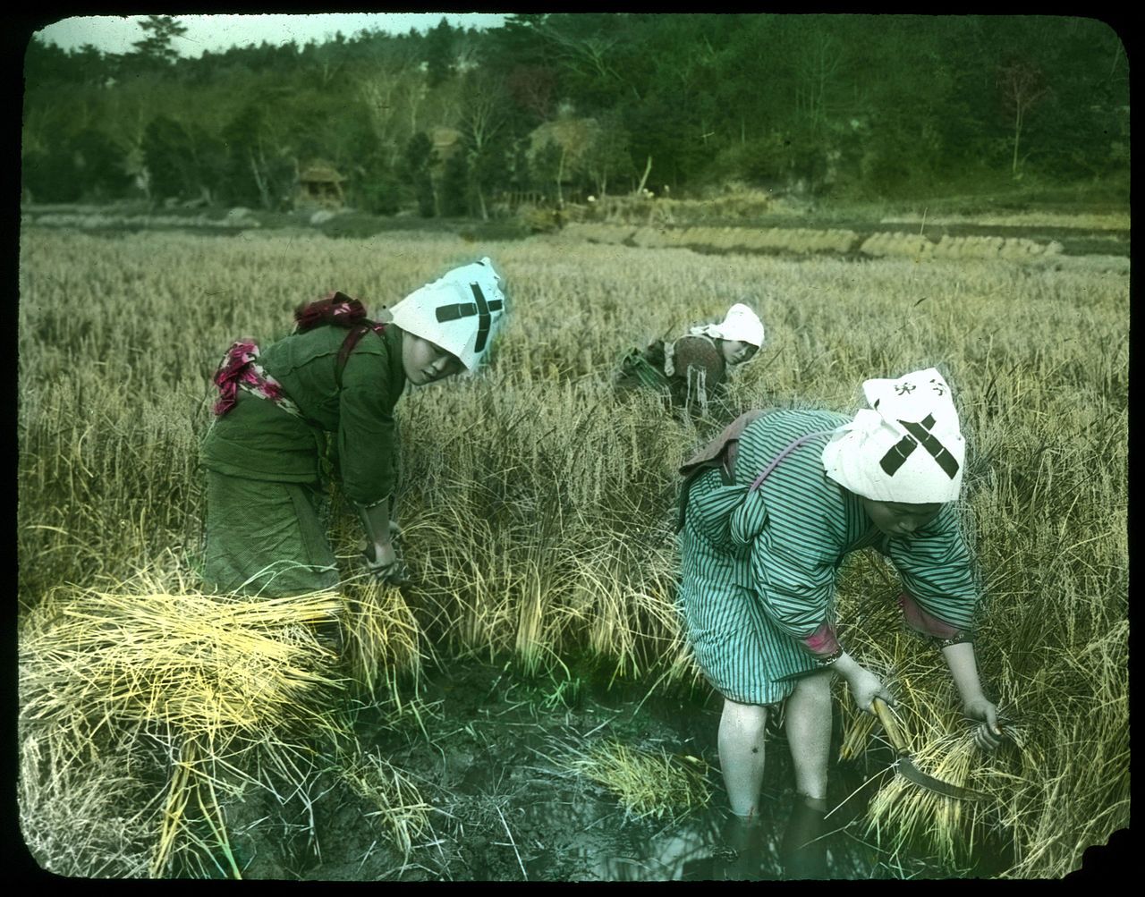 Vintage color photograph of two people harvesting rice in a flooded field, wearing conical hats and traditional clothing.