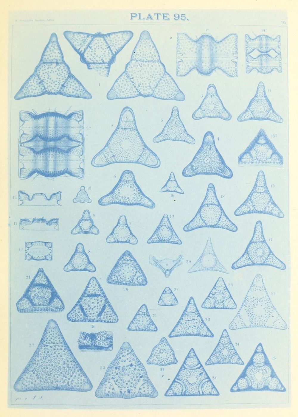 Vintage scientific illustration of triangular shapes resembling teeth or scales, labeled 'PLATE 95' with numbered specimens.