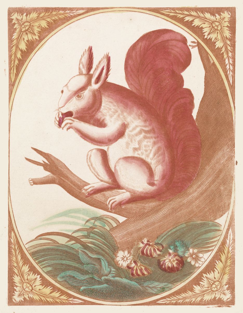 Vintage illustration of a squirrel on a branch with flowers and an ornate frame.