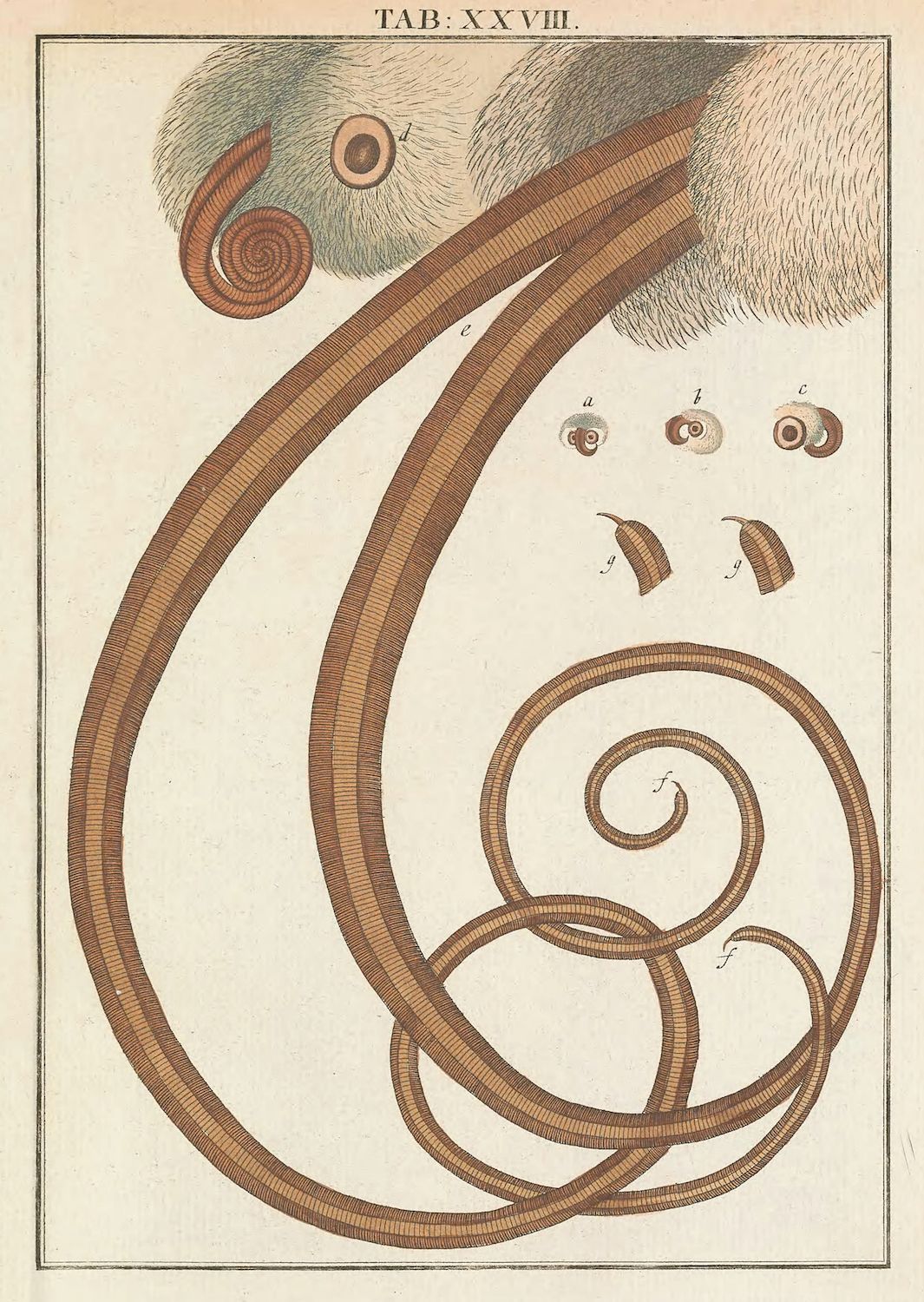 Vintage scientific illustration of a segmented worm in various forms, labeled 'TAB. XXVIII.'