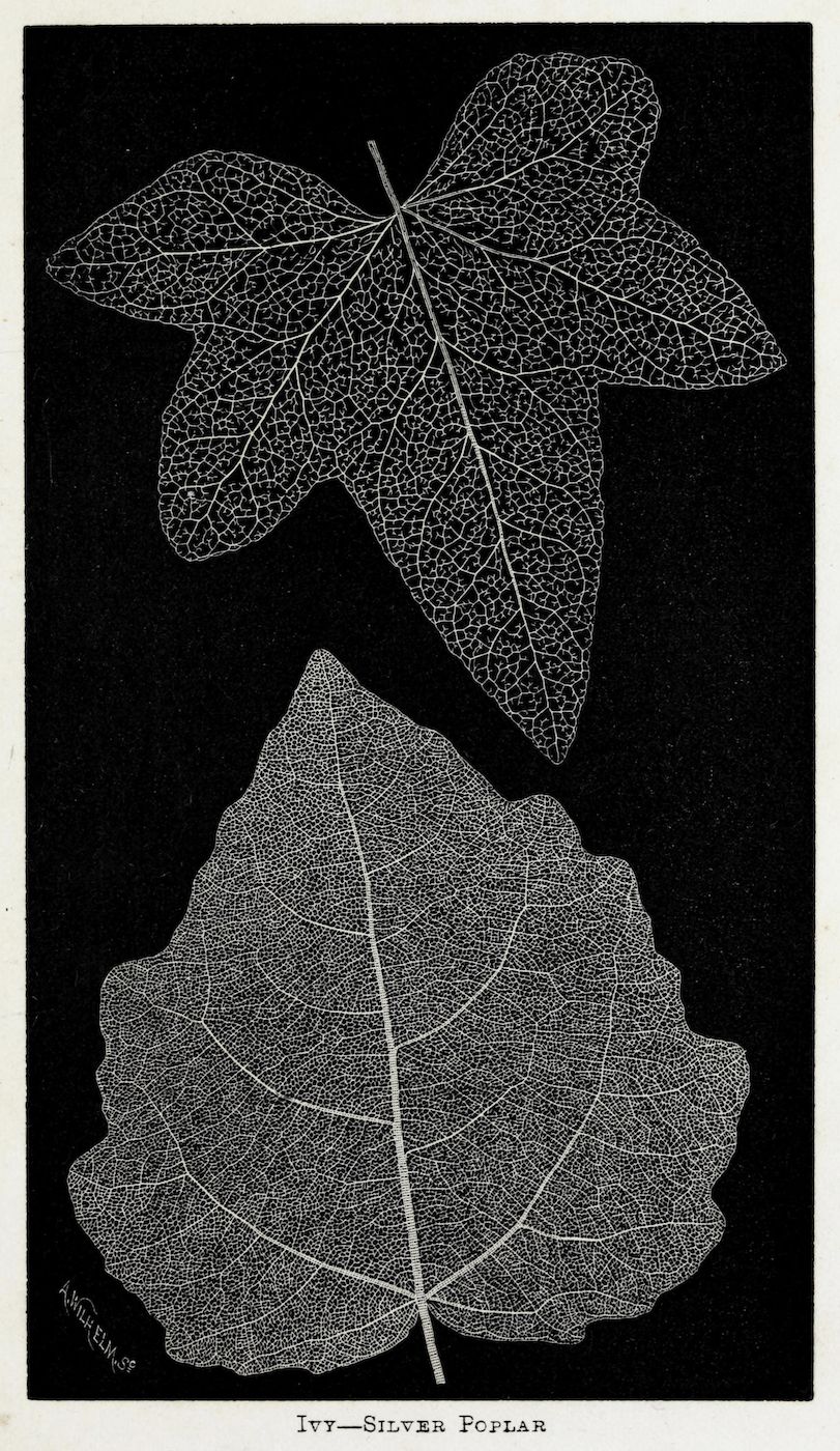 Vintage botanical illustration of two skeletonized leaves identified as 'Ivy - Silver Poplar' against a black background.