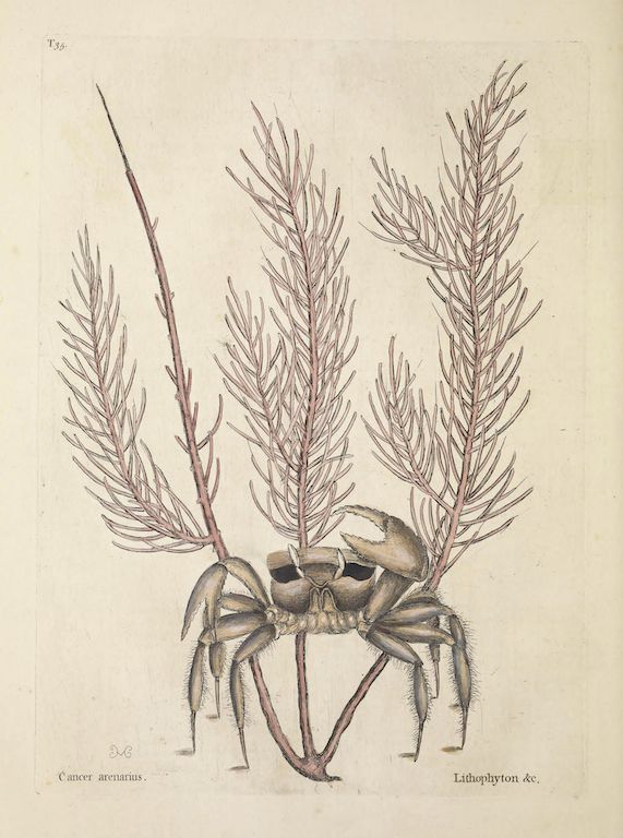 Vintage botanical illustration of a plant with feathery branches and bulbous roots.