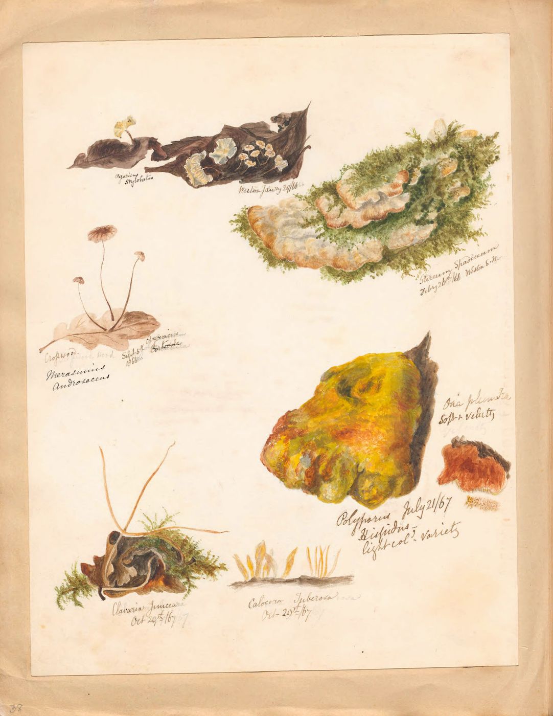 A vintage botanical illustration on a cream-colored paper page featuring a collection of lichen specimens, each meticulously drawn and labeled with their scientific names and dates.