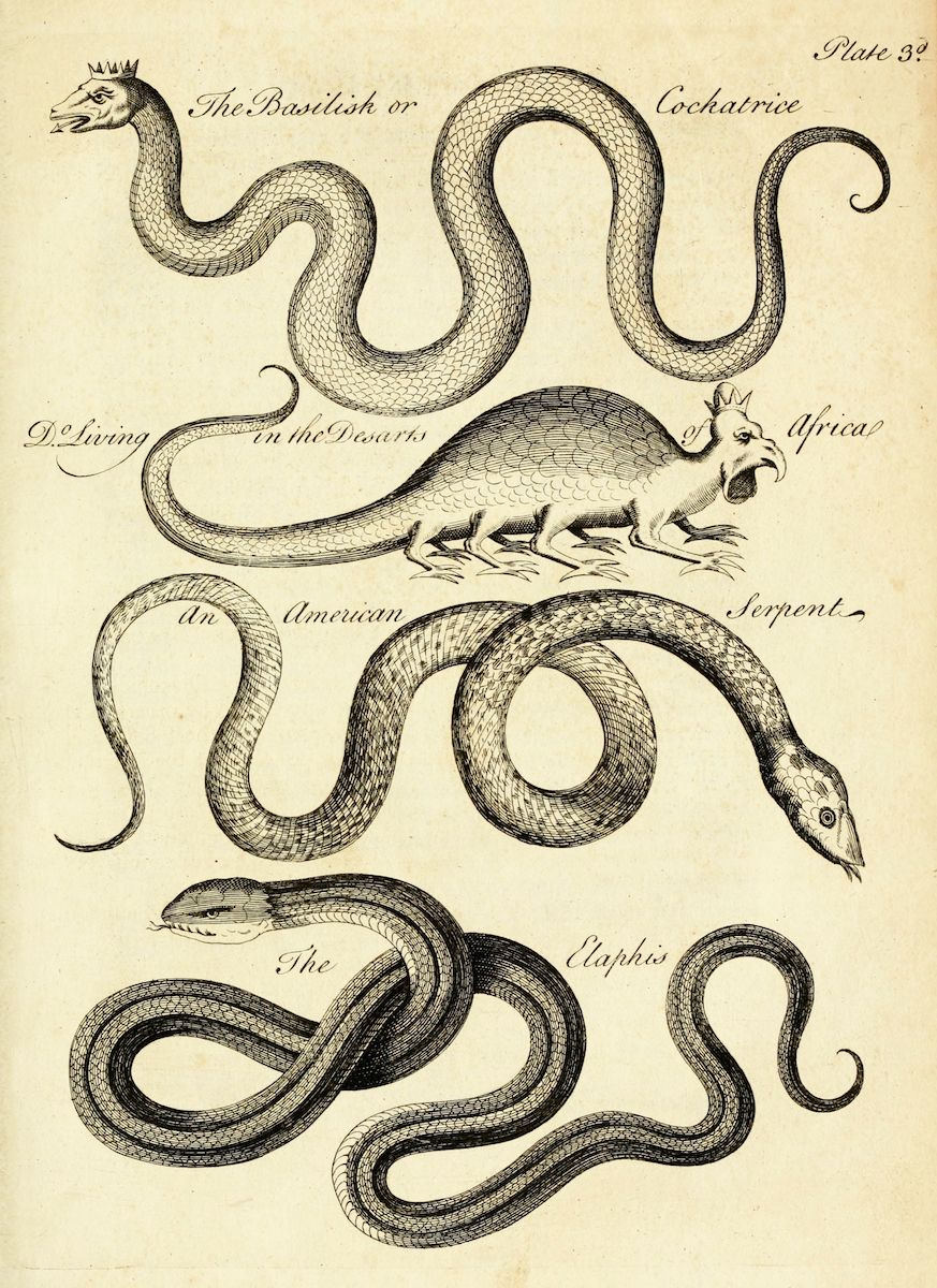 Vintage illustration of five different snakes labeled as Basilisk, African Serpent, American Serpent, Elaphis, and another serpent.