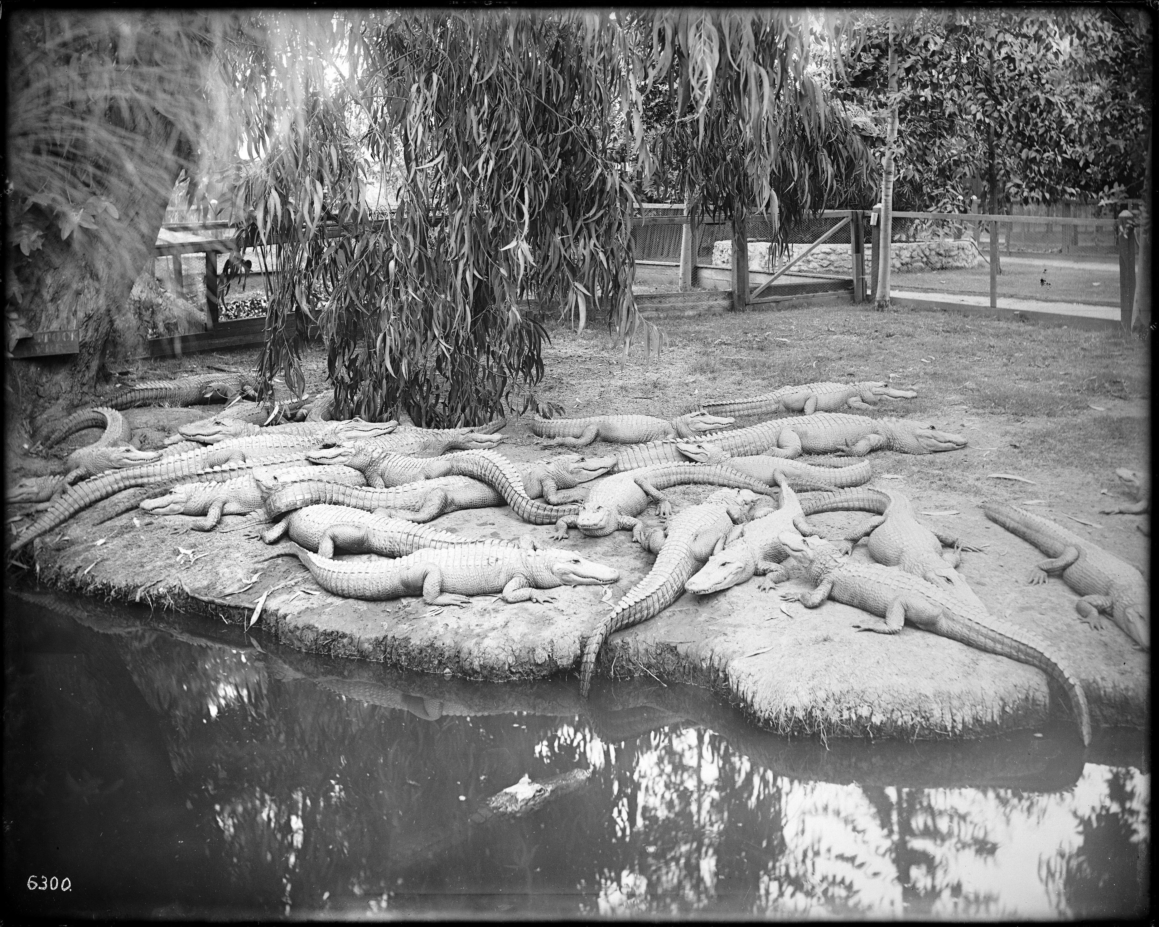 A black and white photograph of a large group of alligators basking in the sun on a small landmass surrounded by water. A tree provides shade, and a fence is visible in the background.