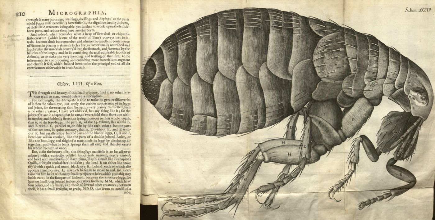 A vintage page from the book “Micrographia” featuring a detailed engraving of a flea, with labels pointing to its anatomical features.