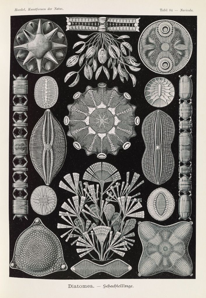 A vintage black and white plate featuring detailed illustrations of various diatoms.
