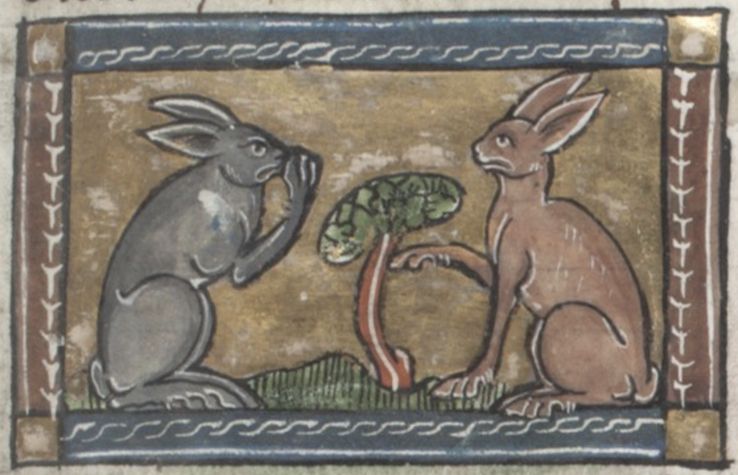 Medieval illustration of two rabbits facing each other with a small plant between them, framed by a decorative border.