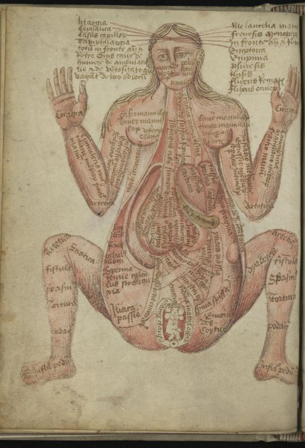 Antique anatomical illustration of a human body with Latin labels.