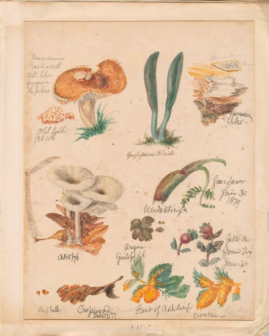A vintage botanical illustration on a cream-colored paper, featuring a grid-like arrangement of various plant and fungal specimens, each meticulously rendered in watercolor.
