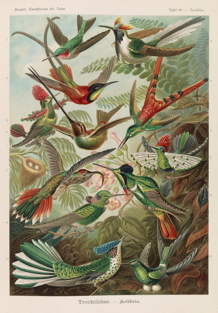 Vintage illustration of various hummingbird species in a lush green habitat.