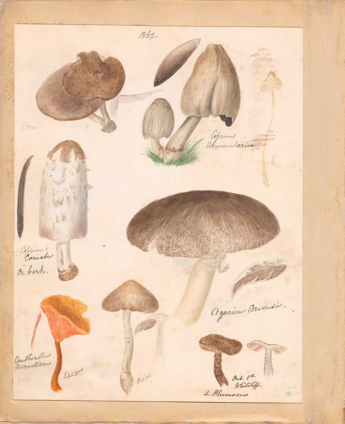 A vintage botanical illustration featuring a collection of mushrooms, rendered in watercolor and ink on cream-colored paper. The artwork is labeled with scientific names and dated 1862.