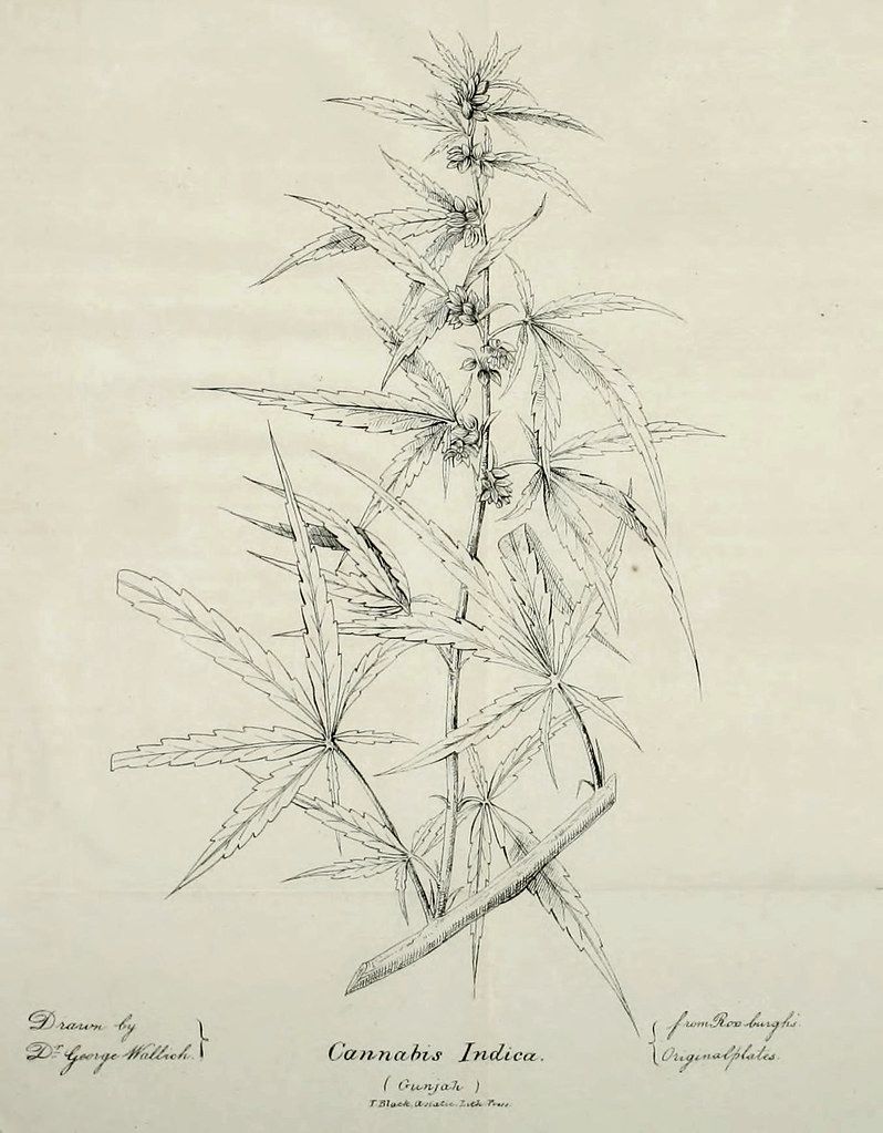 Vintage botanical illustration of a Cannabis Indica plant with detailed leaves and flowers, labeled with artist and source information.