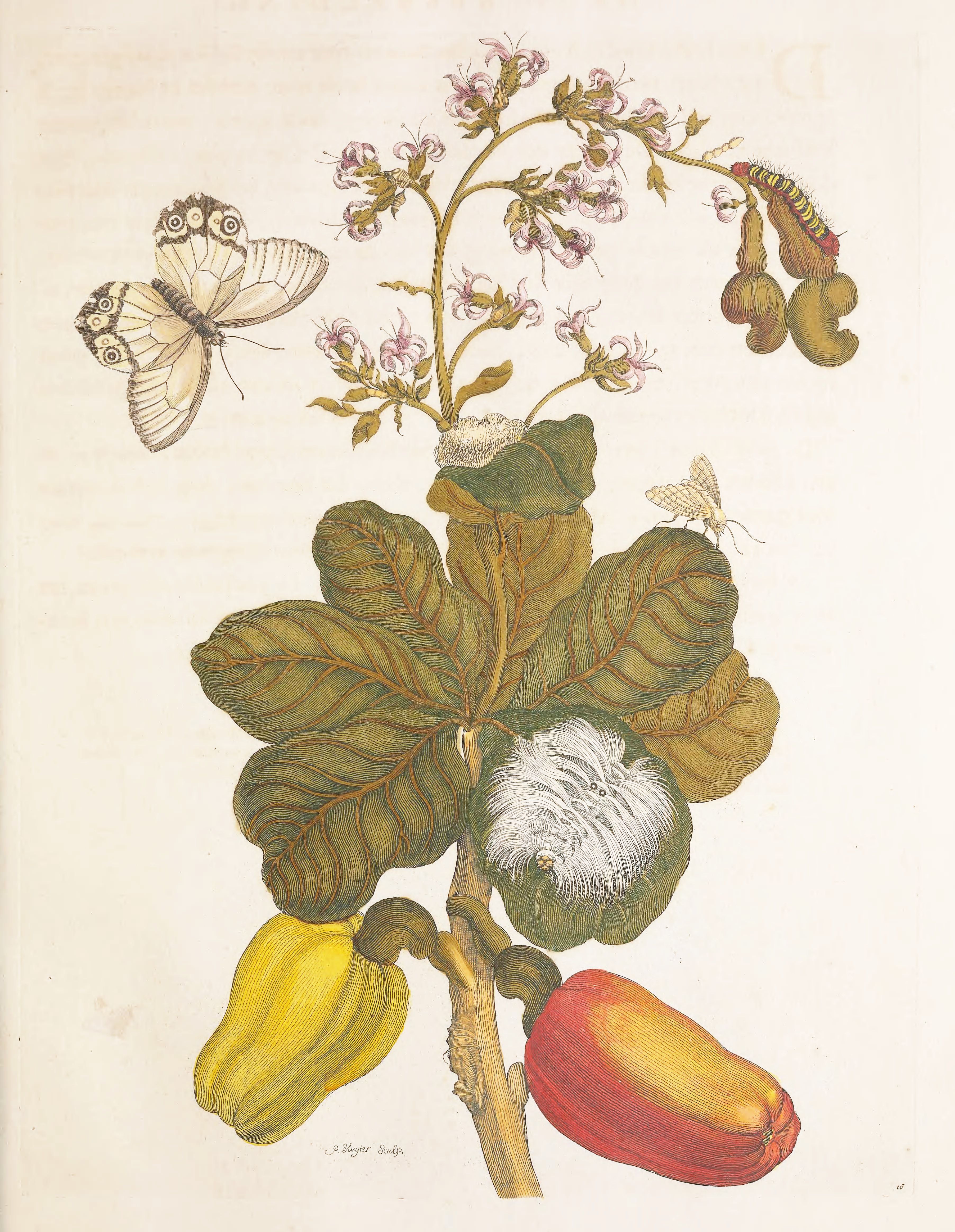 Botanical illustration of a cashew plant with butterfly and caterpillar.