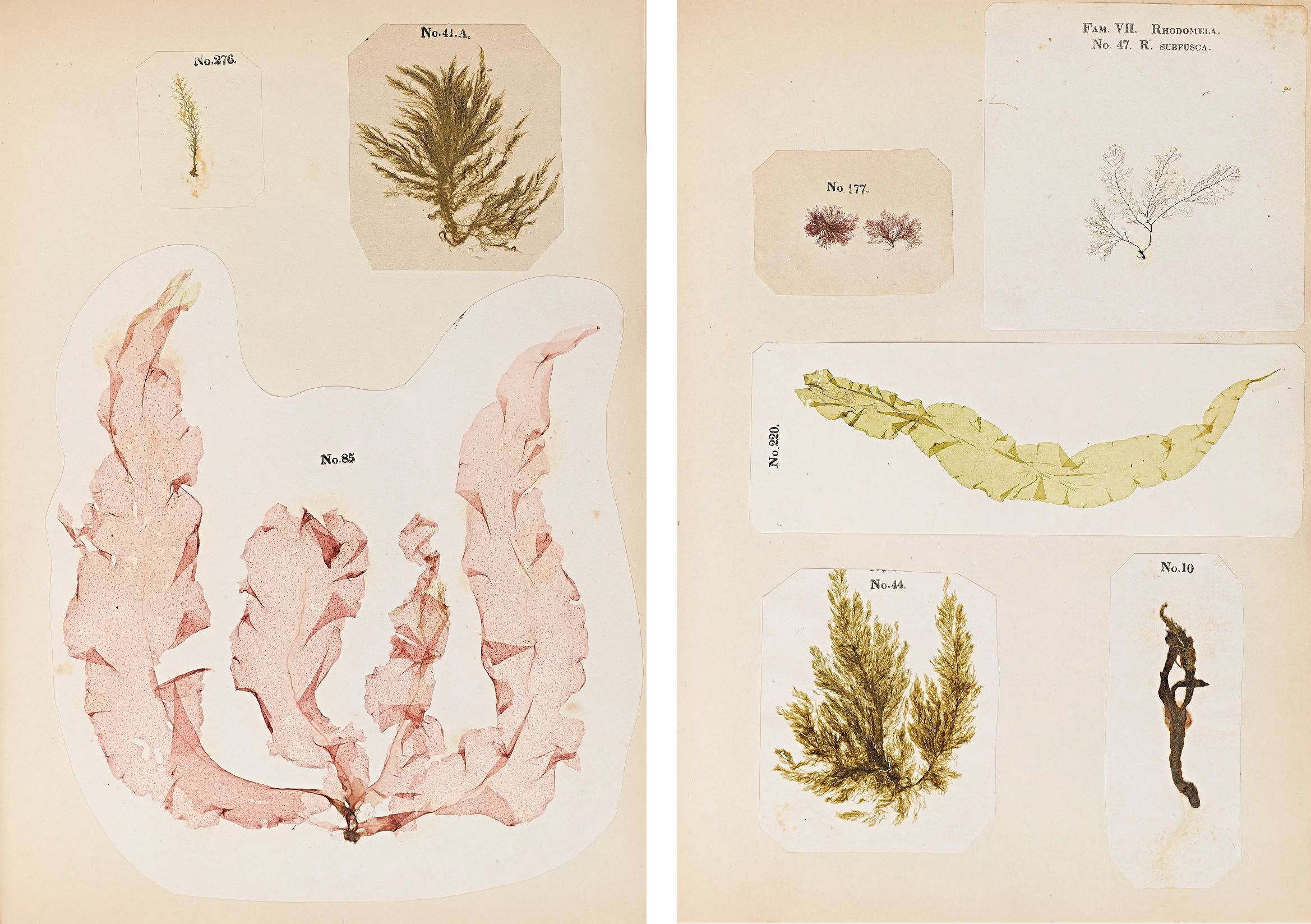 Two herbarium sheets with pressed and dried algae specimens, labeled with handwritten numbers.
