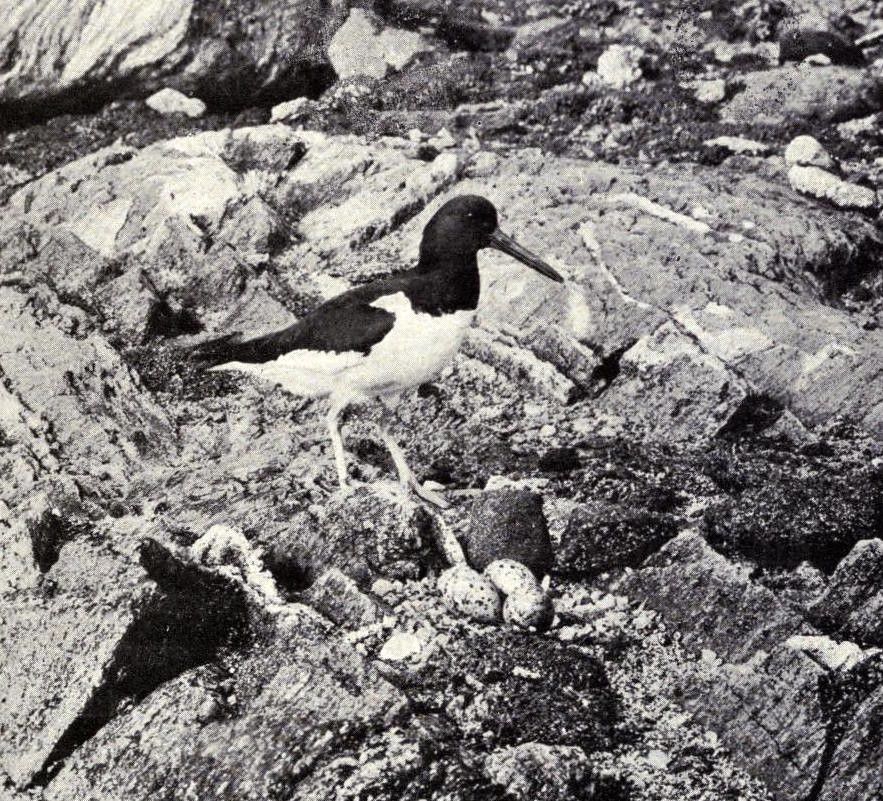 A black and white photograph of a bird standing amongst a pile of rocks.