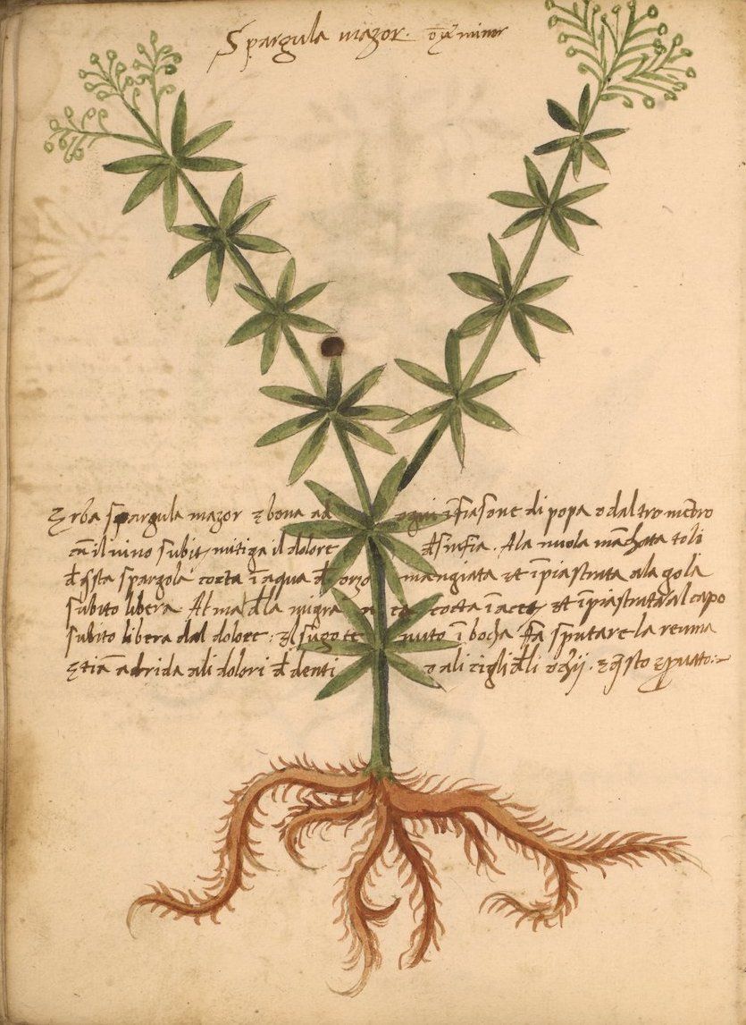 A vintage botanical illustration of a plant with detailed roots, leaves, and white flowers, surrounded by handwritten text on aged paper.