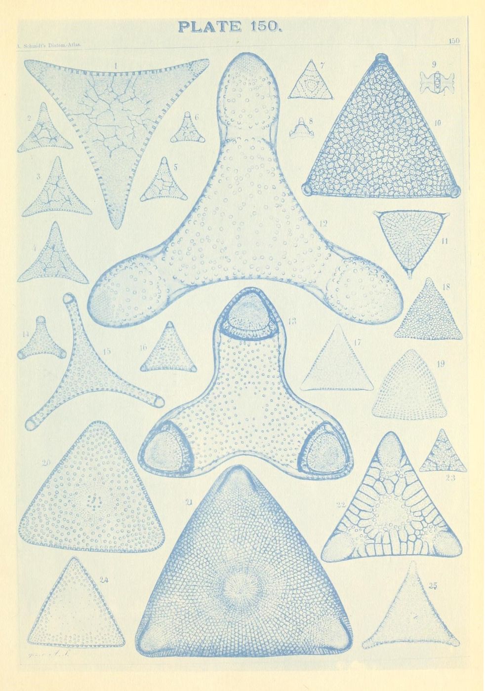 Vintage scientific illustration of radiolarians, Plate 150, with numbered diagrams of various single-celled marine organisms with intricate siliceous skeletons.