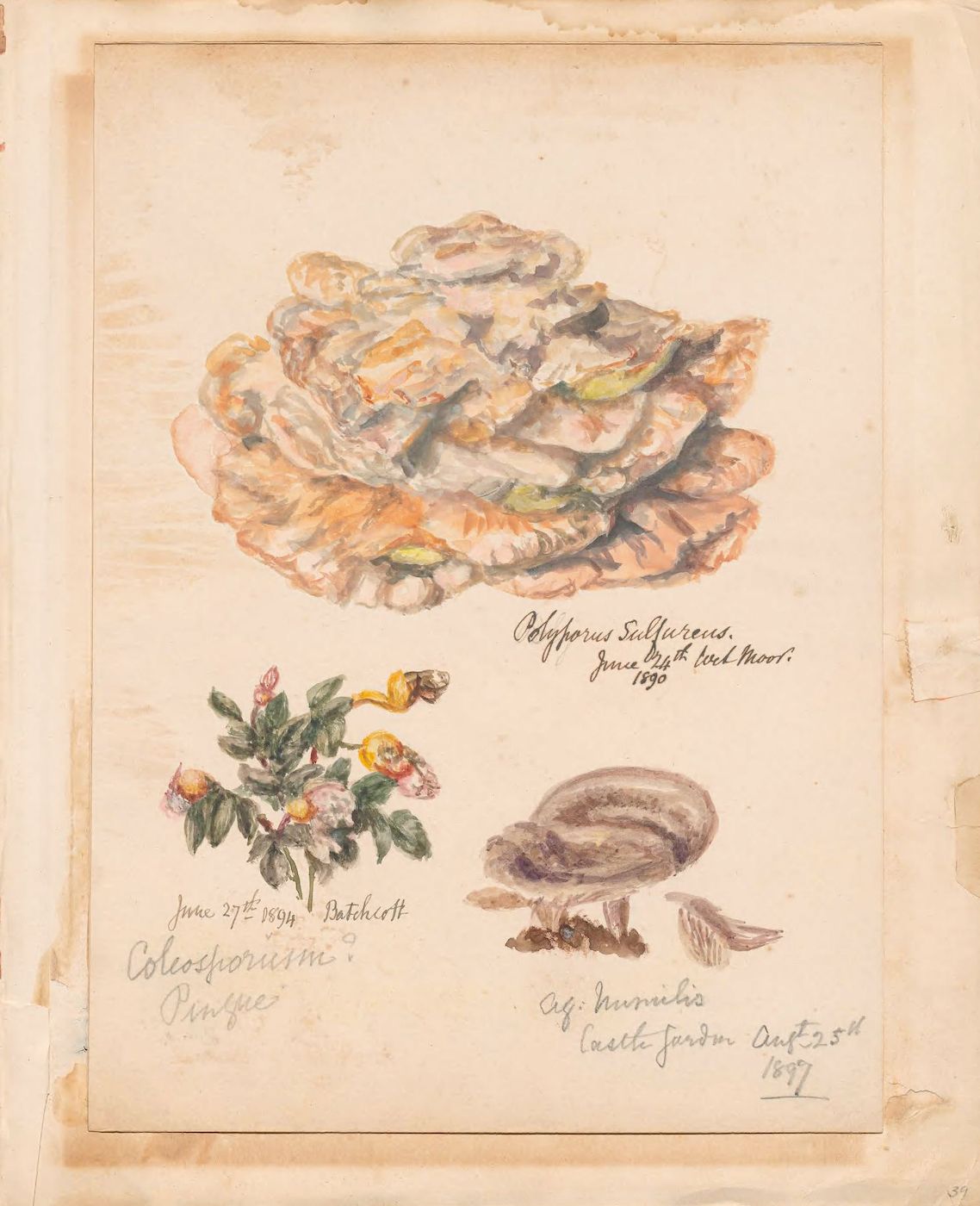 Vintage botanical illustration with three plant drawings on aged paper.