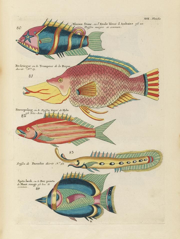 A vintage illustration of several exotic fish, labeled with numbers and French names.