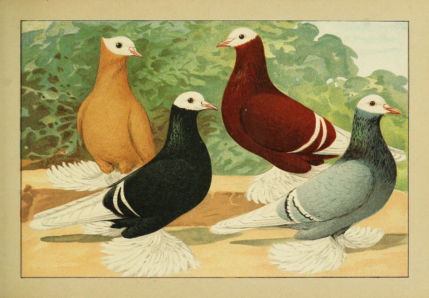 Vintage illustration of four pigeons with different colors standing in a row against a green foliage background.