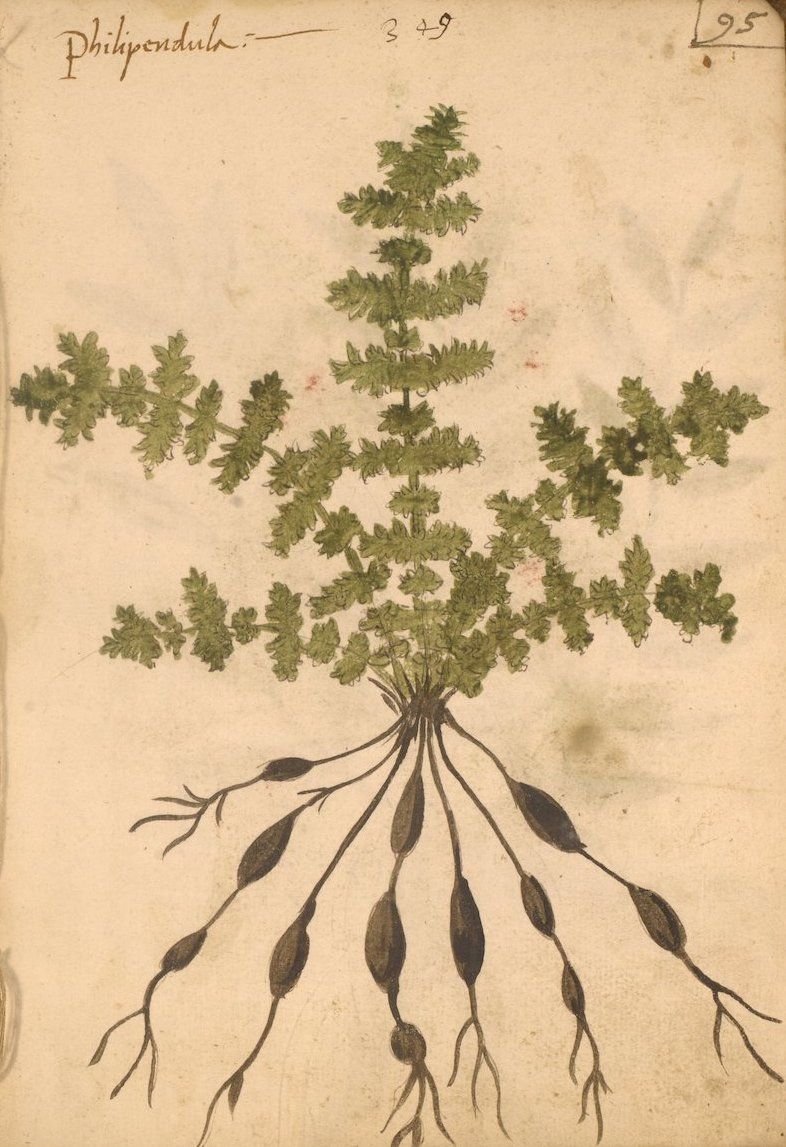 A vintage botanical illustration of a plant labeled 'Philopendula', featuring feathery leaves and hanging, pod-like structures with root-like filaments.