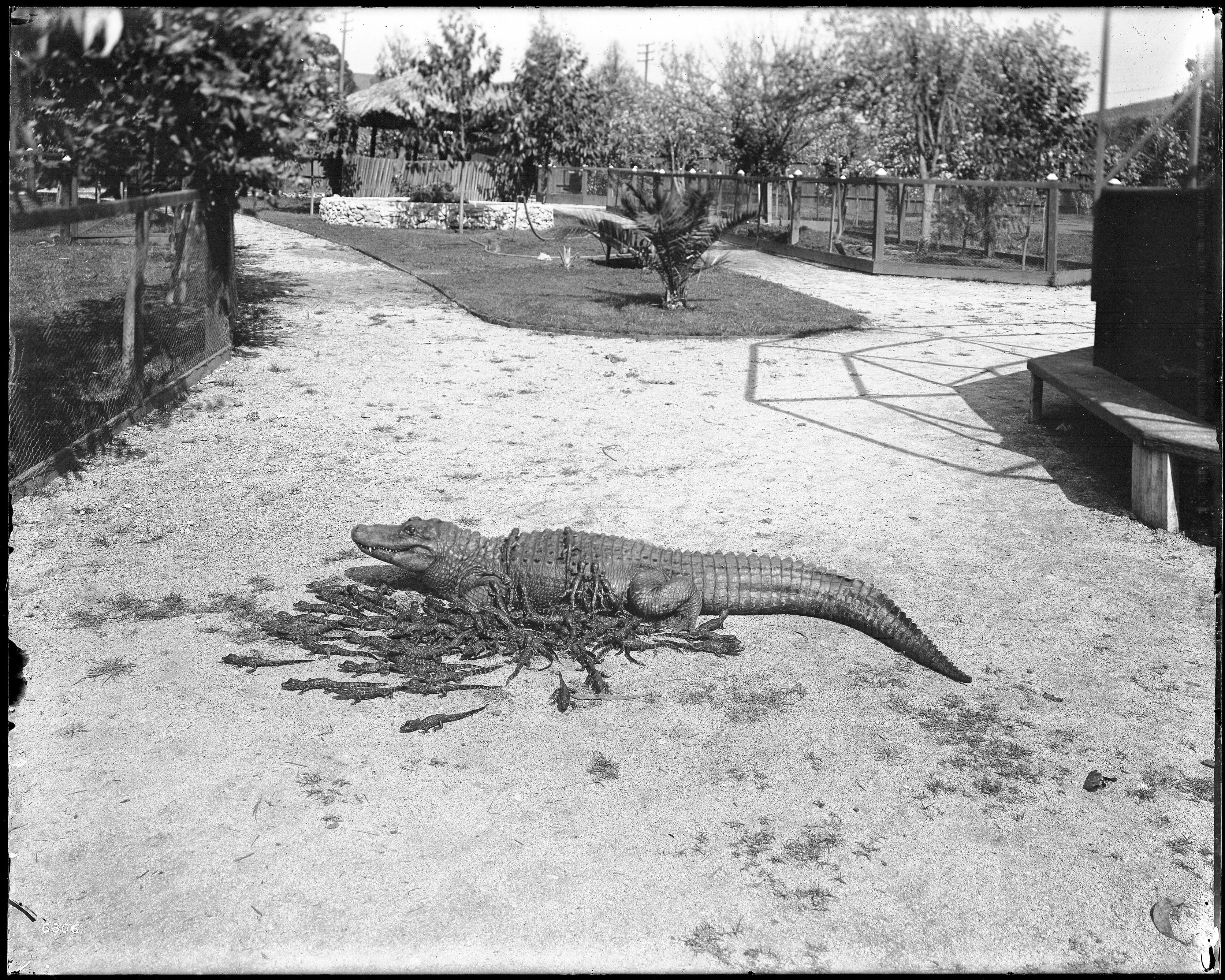 A black and white photograph of a large alligator surrounded by numerous baby alligators in an outdoor enclosure.