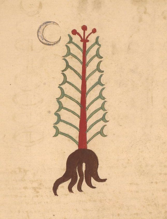 A stylized illustration of a plant with crescent moon-shaped leaves and a crescent moon above it, set against a warm, aged background.