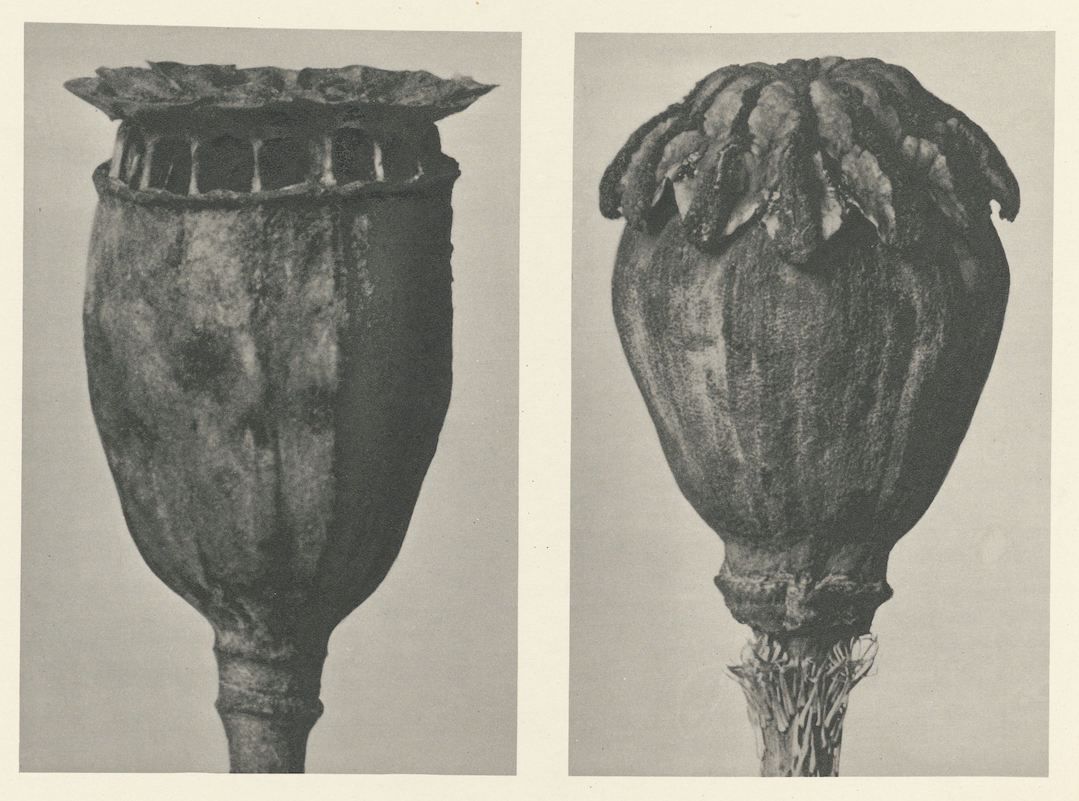 Two black and white photographs of a poppy seed pod.